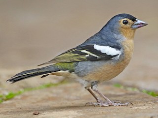  - Canary Islands Chaffinch (Canary Is.)