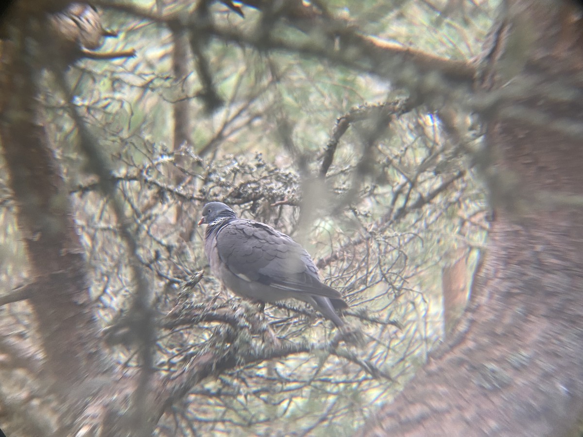 Common Wood-Pigeon - ML603025211