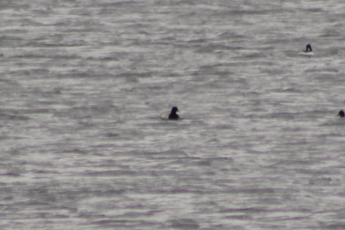 Greater Scaup - ML603027631