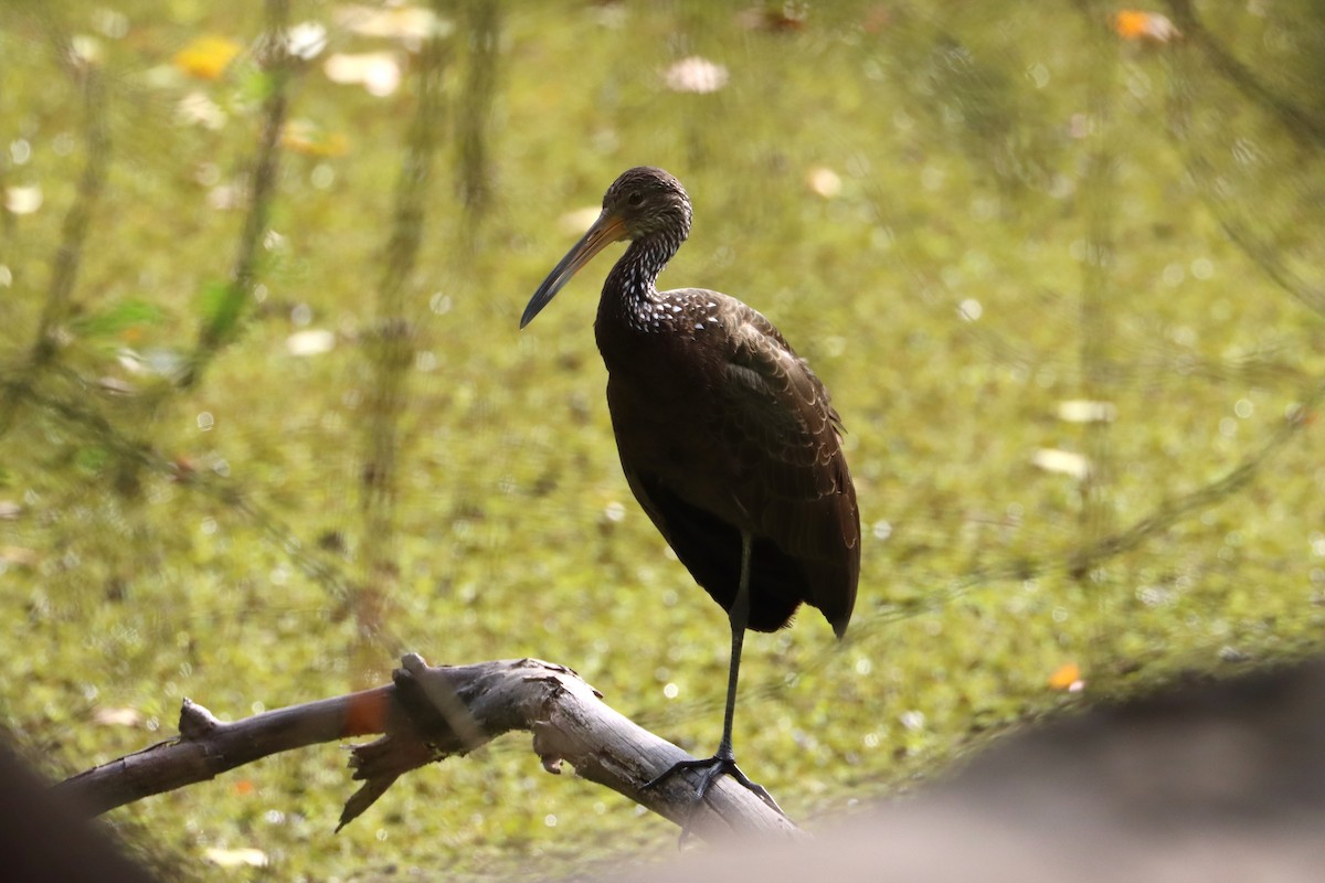 Limpkin (Brown-backed) - ML603028221