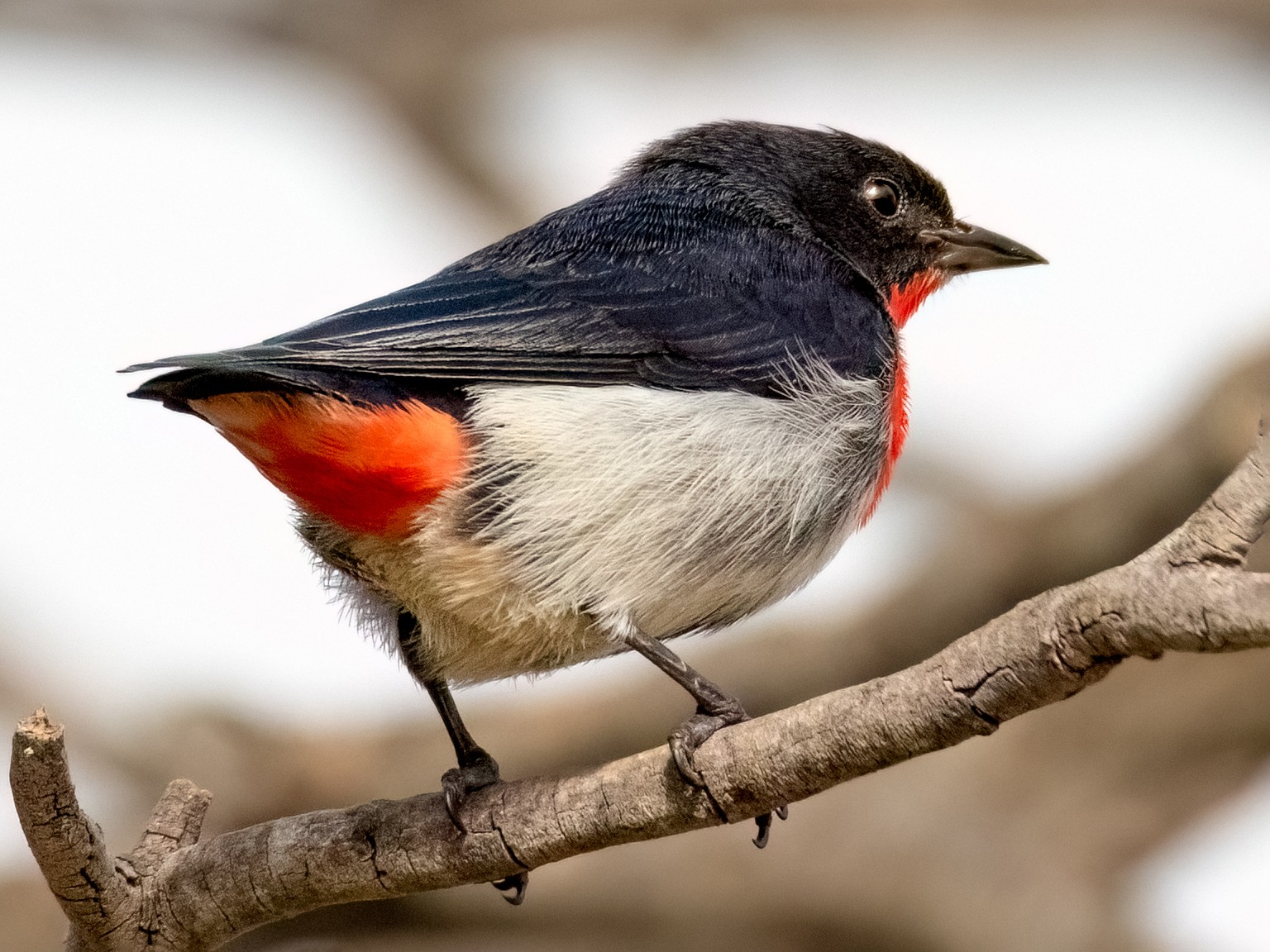 Mistletoebird - eBird