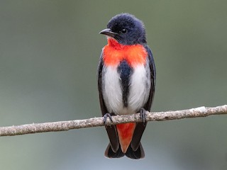  - Mistletoebird