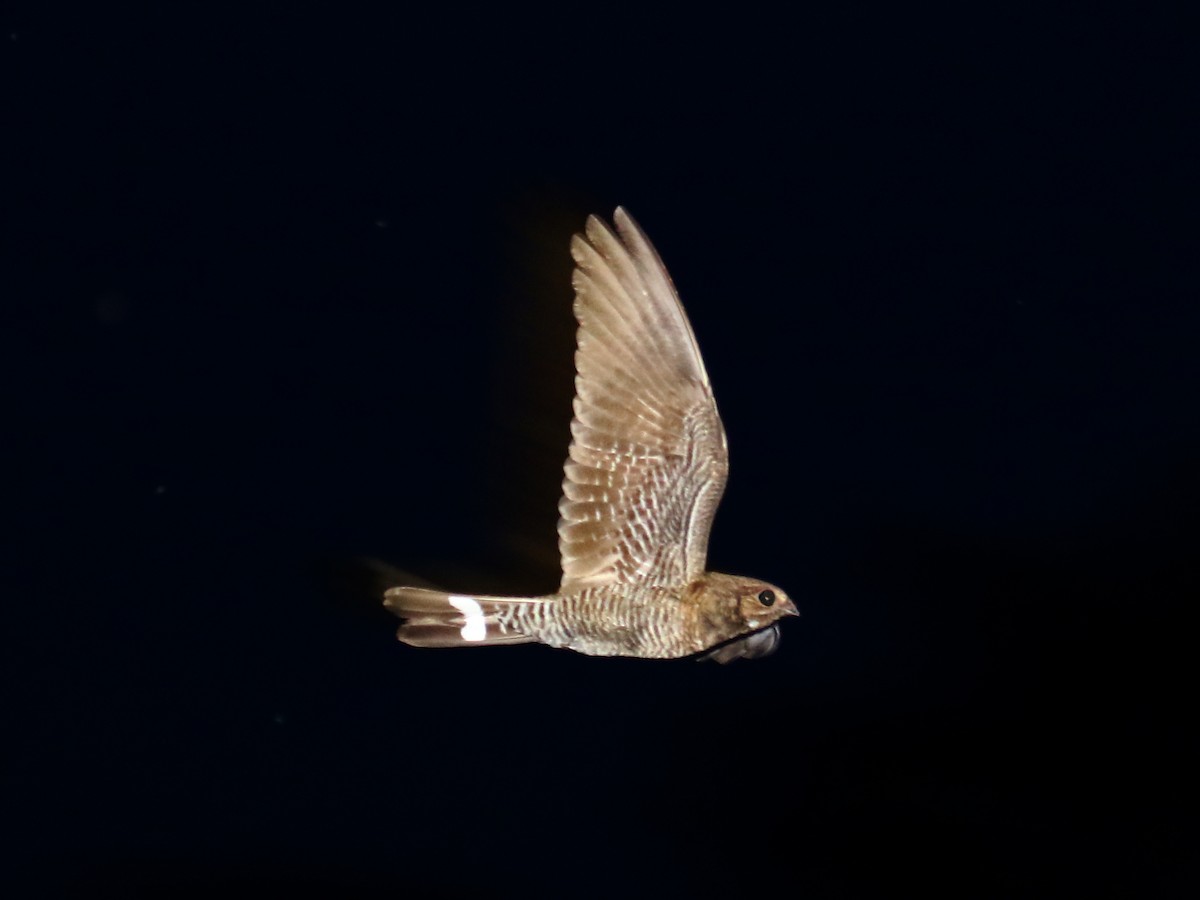 Band-tailed Nighthawk - Carmen Lúcia Bays Figueiredo