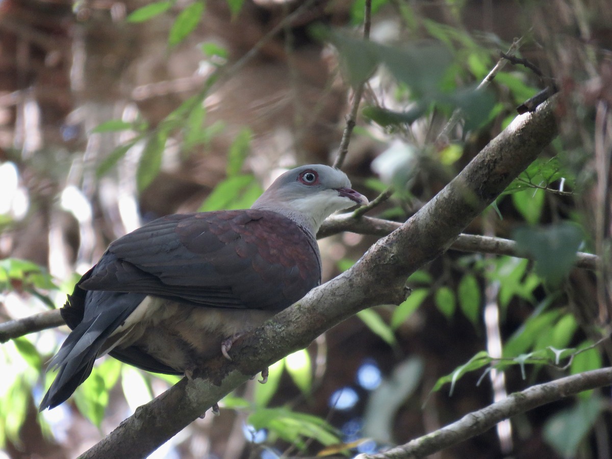 Mountain Imperial-Pigeon - ML603037261