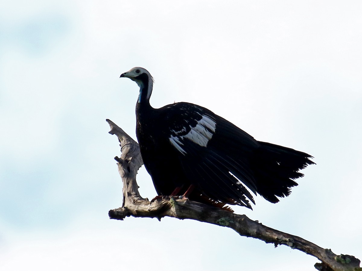 White-throated Piping-Guan - ML60303951