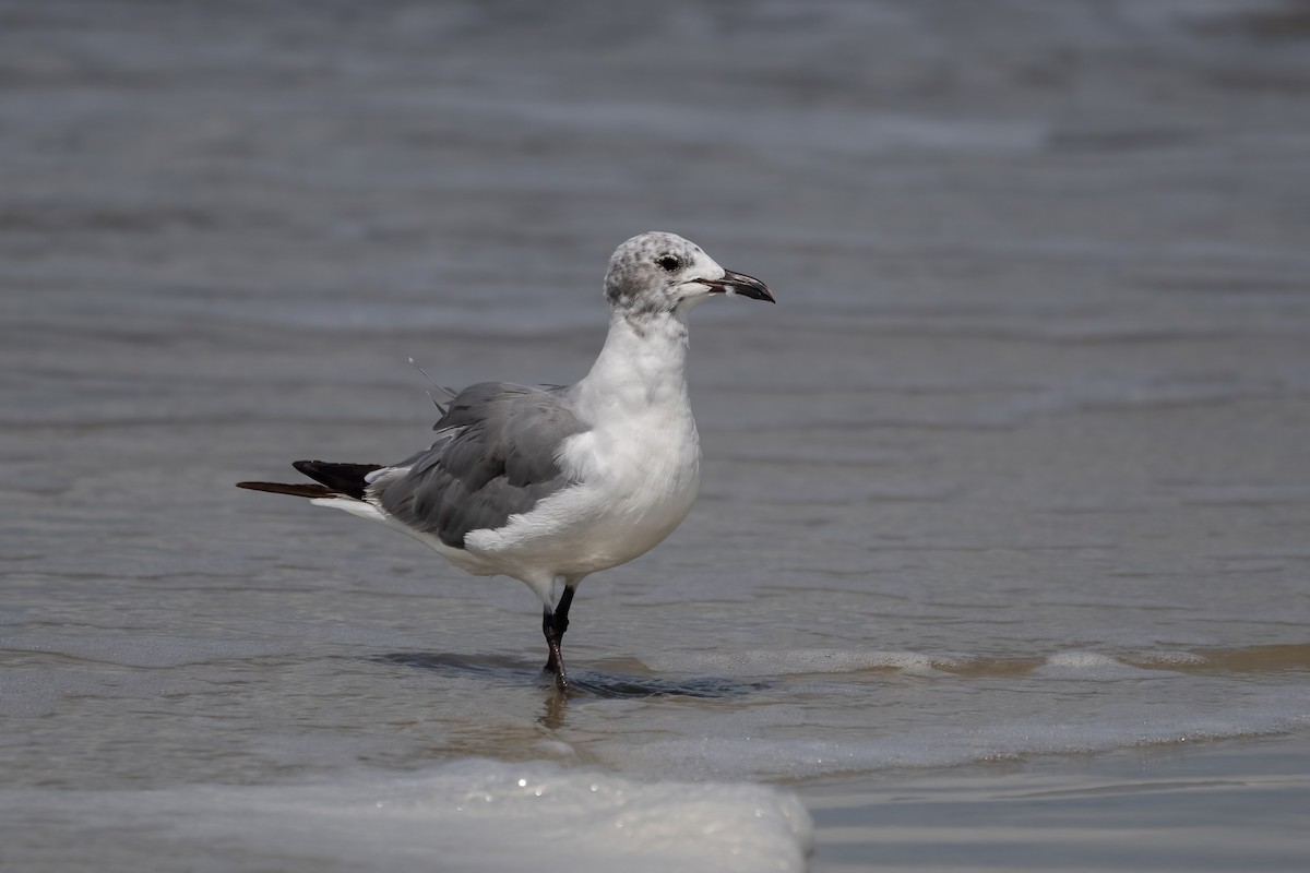 Laughing Gull - ML603039541