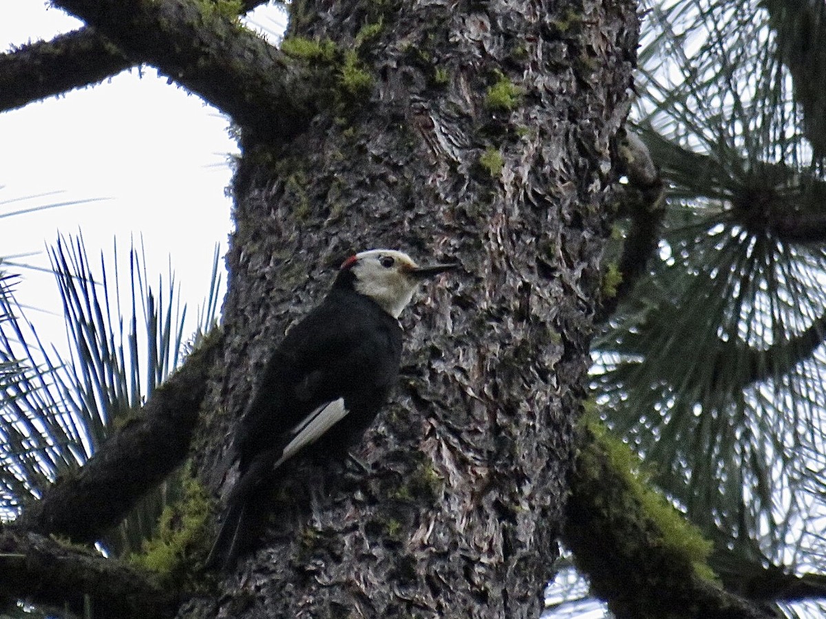 White-headed Woodpecker - ML603039861