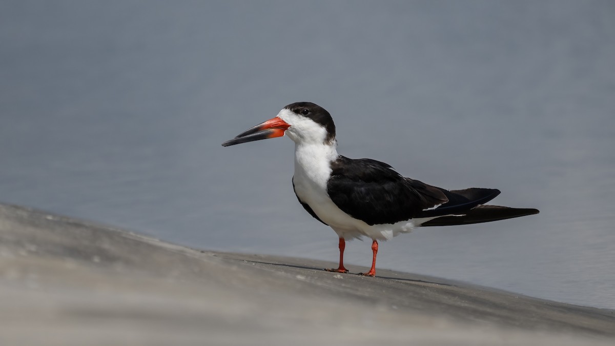 Black Skimmer - ML603040191