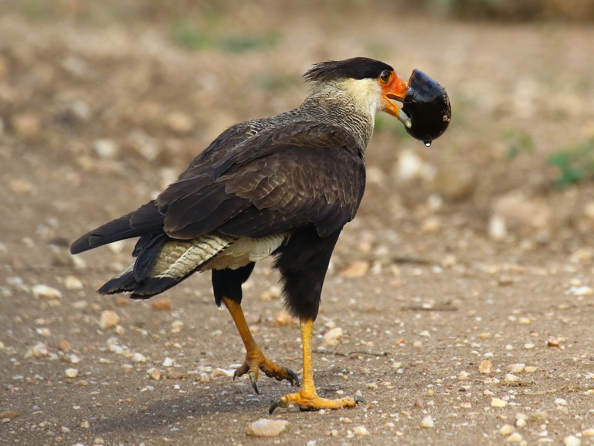 Crested Caracara (Southern) - ML60304111