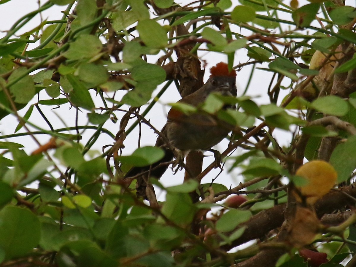 Cinereous-breasted Spinetail - ML60304351