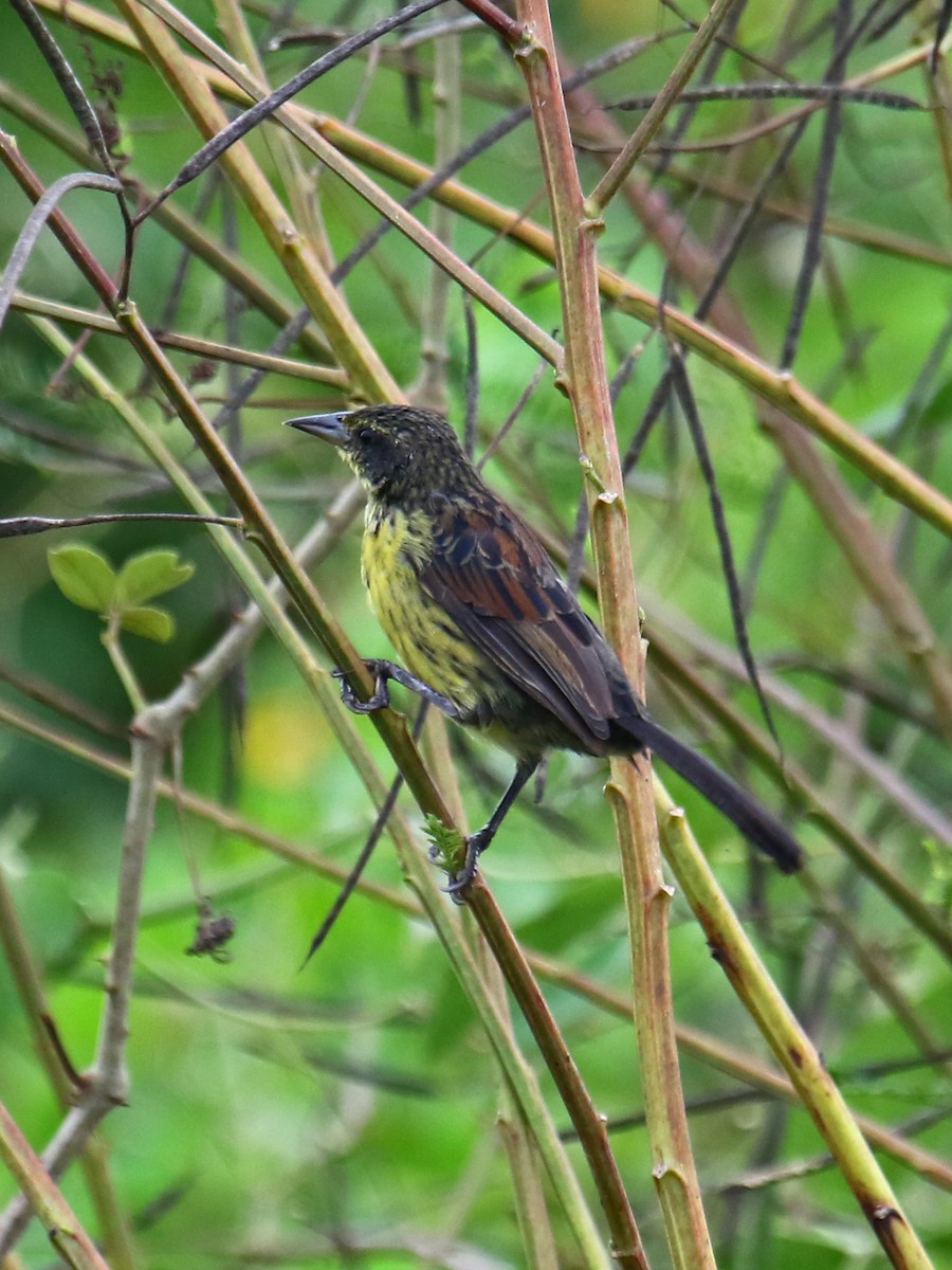 Unicolored Blackbird - Carmen Lúcia Bays Figueiredo
