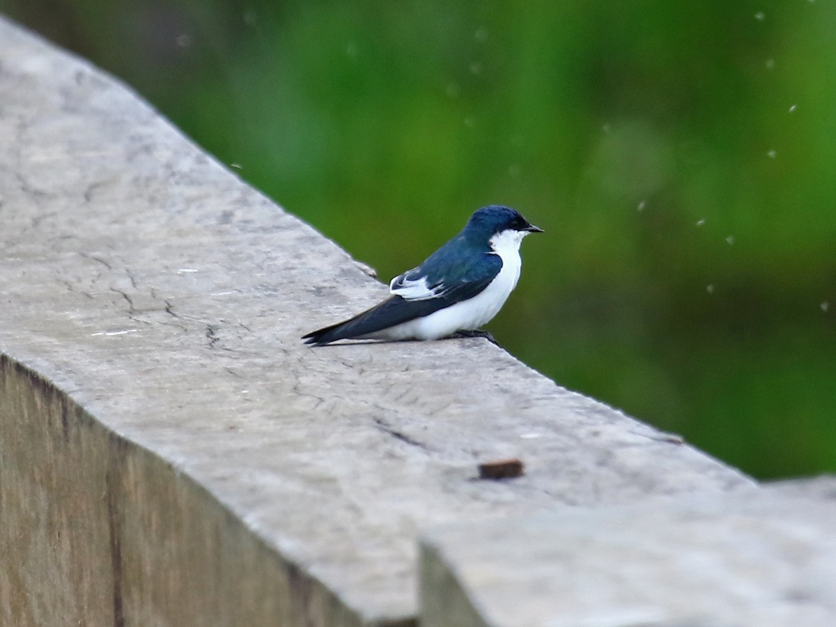 White-winged Swallow - ML60304411