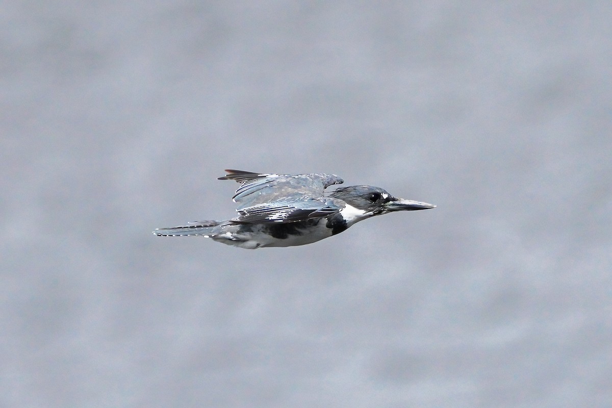 Belted Kingfisher - ML603044701
