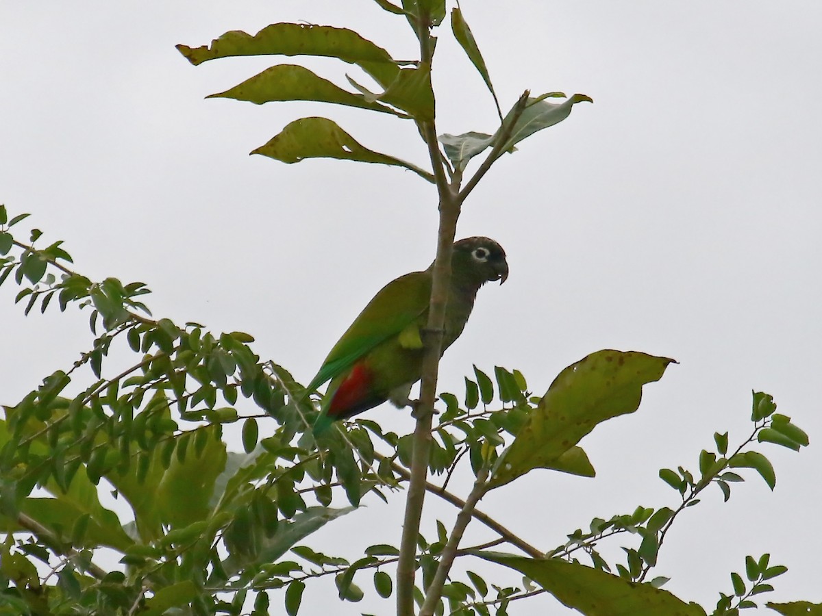 Папуга-червоногуз зеленощокий - ML60304491