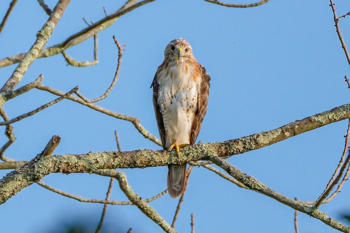 Red-tailed Hawk - ML603045161