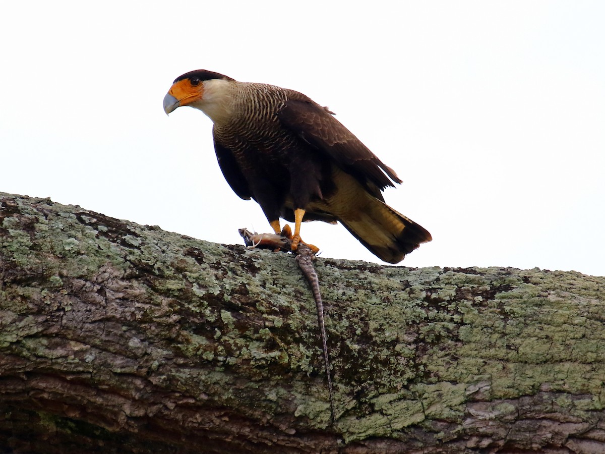Crested Caracara (Southern) - ML60304591