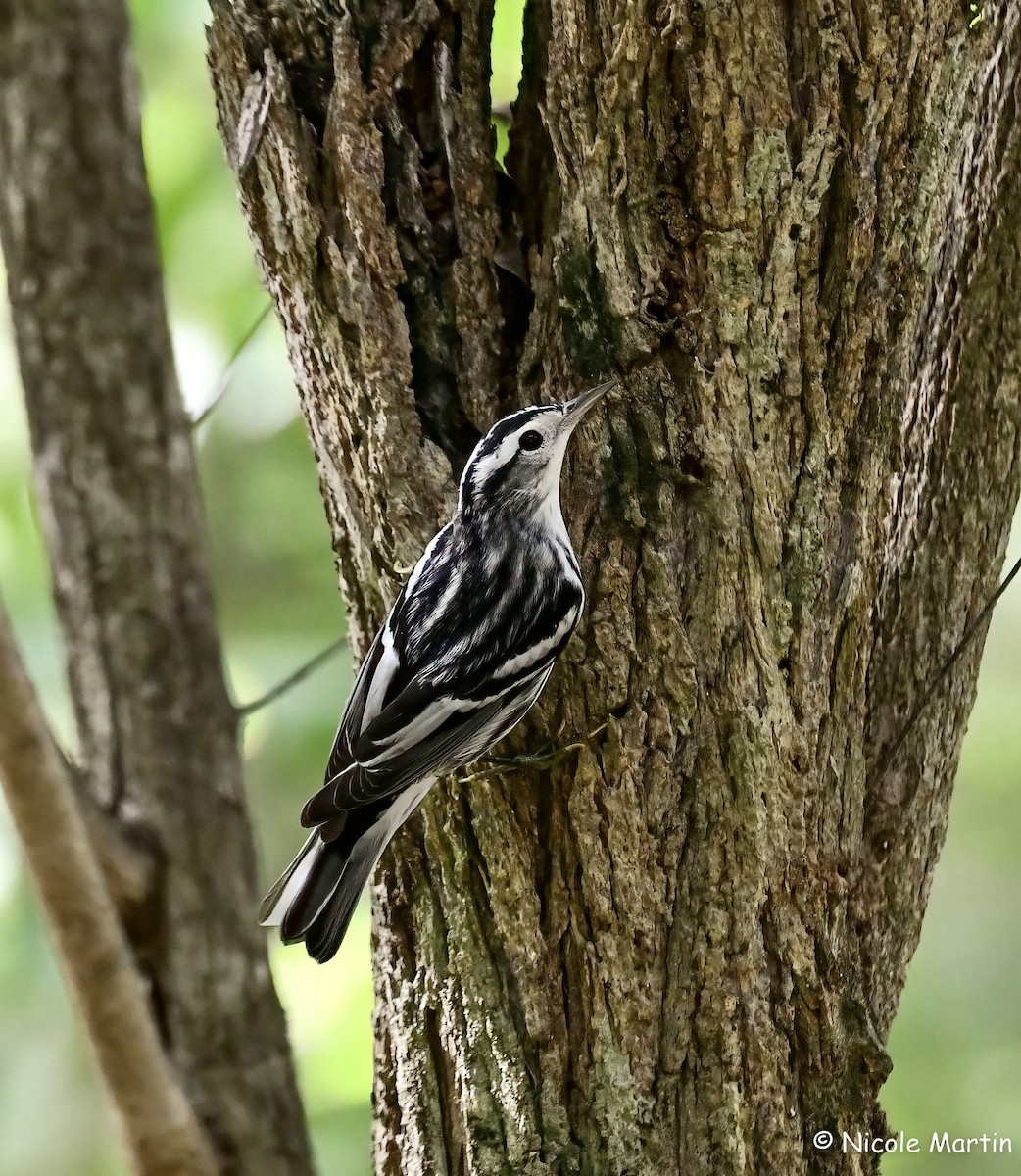Black-and-white Warbler - ML603049851