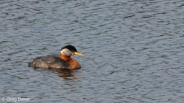 Red-necked Grebe - ML603052621