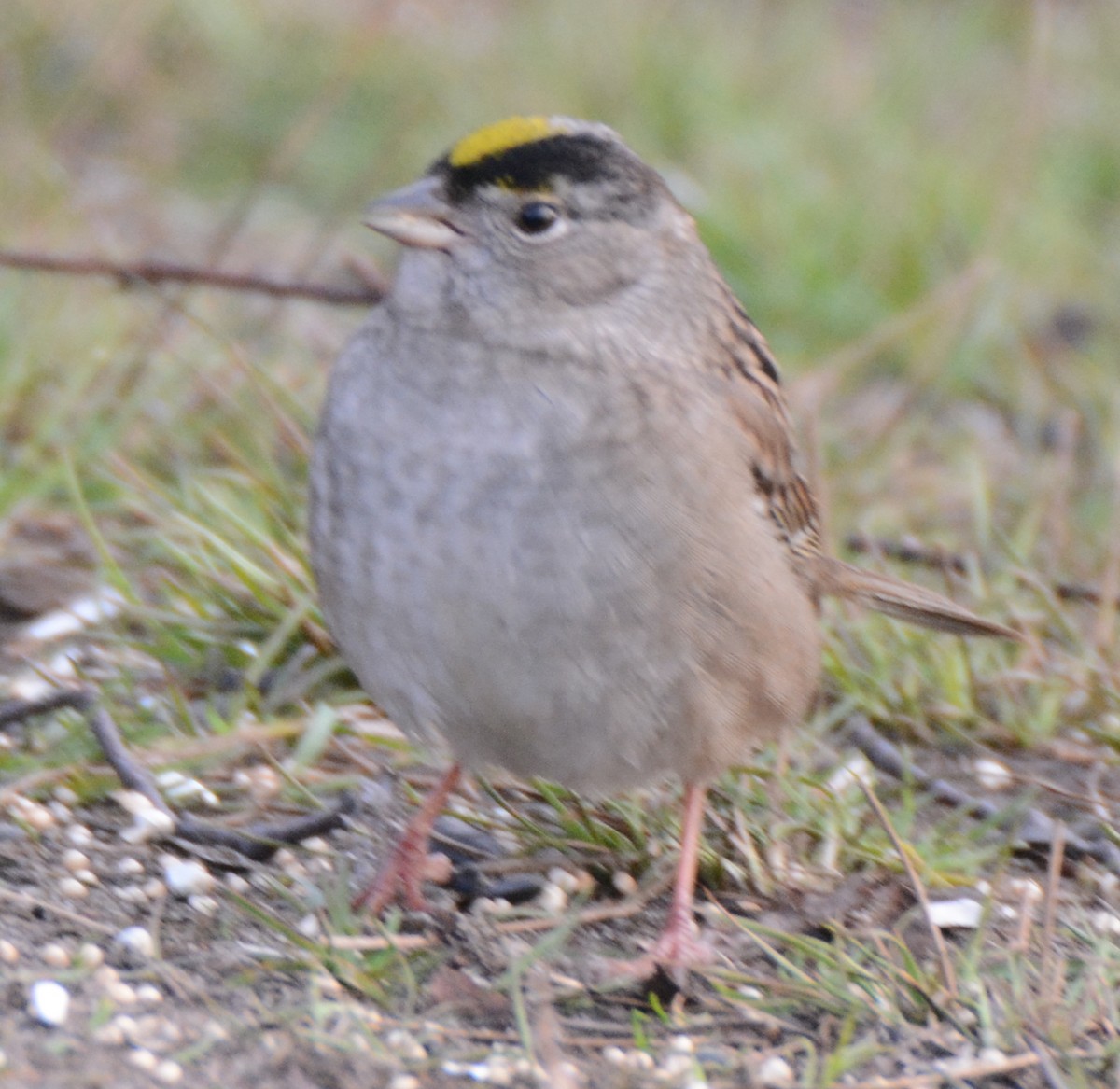 Golden-crowned Sparrow - ML60305301