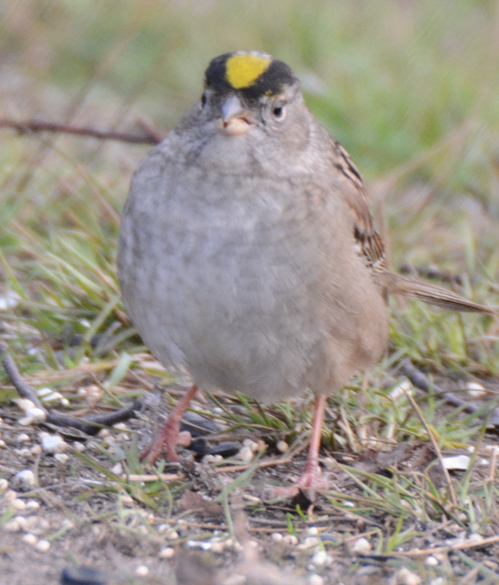 Golden-crowned Sparrow - ML60305311