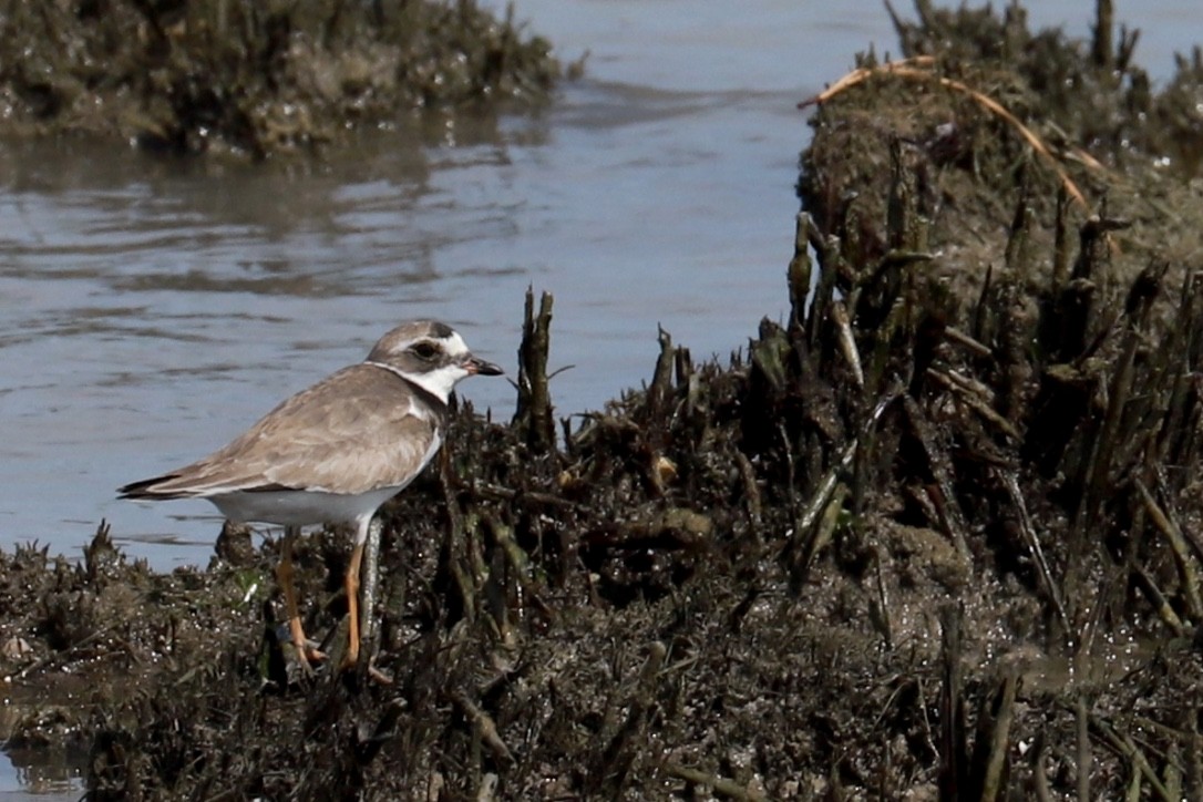 Semipalmated Plover - ML603053751