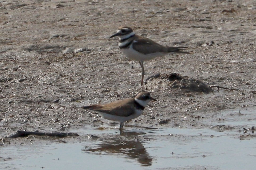 Semipalmated Plover - ML603053761