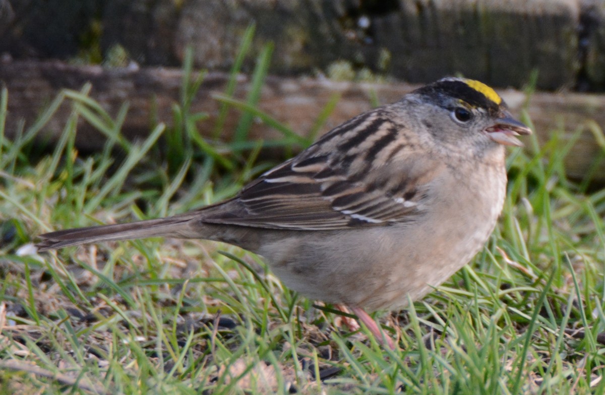 Golden-crowned Sparrow - ML60305391
