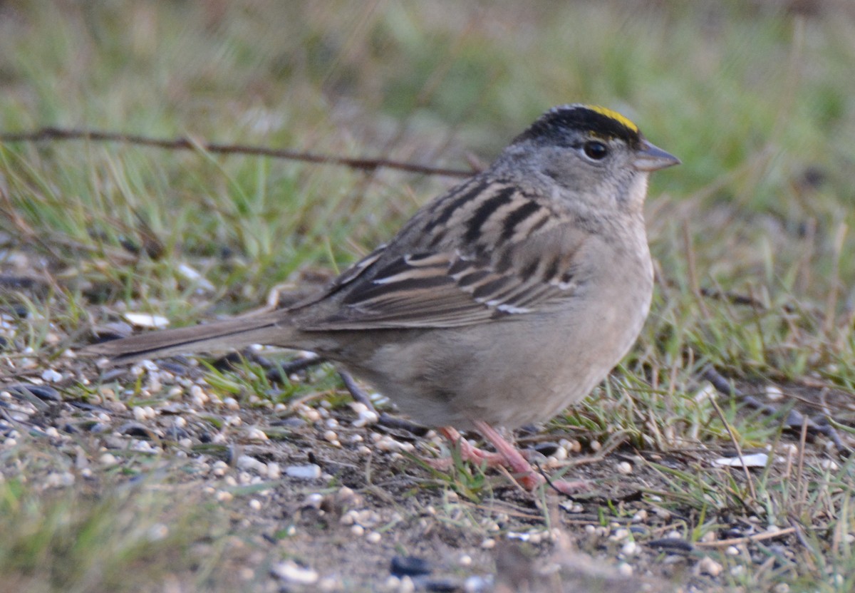 Golden-crowned Sparrow - ML60305411