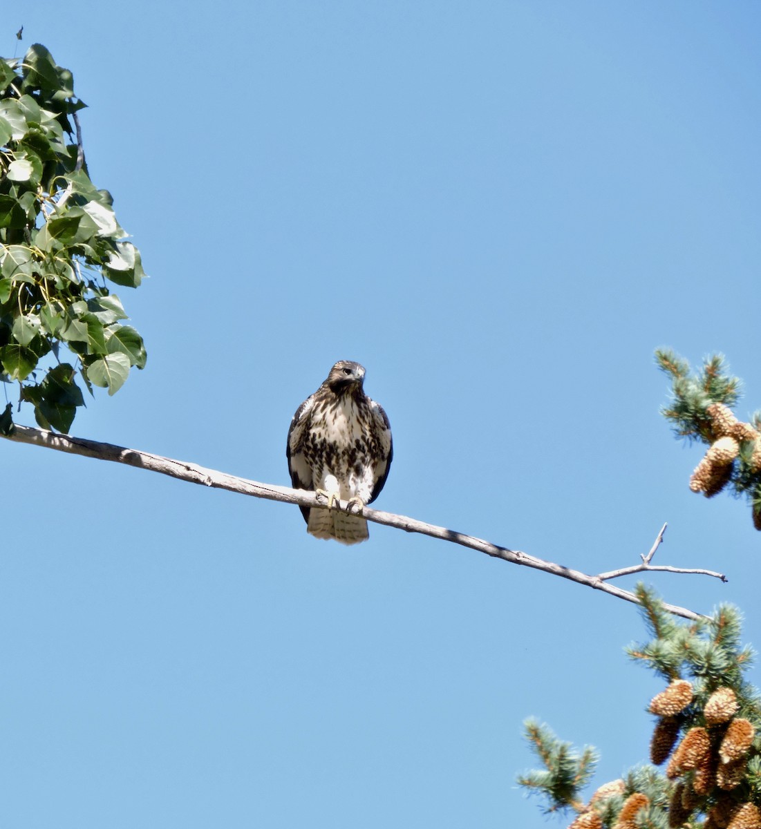Red-tailed Hawk - ML603056981