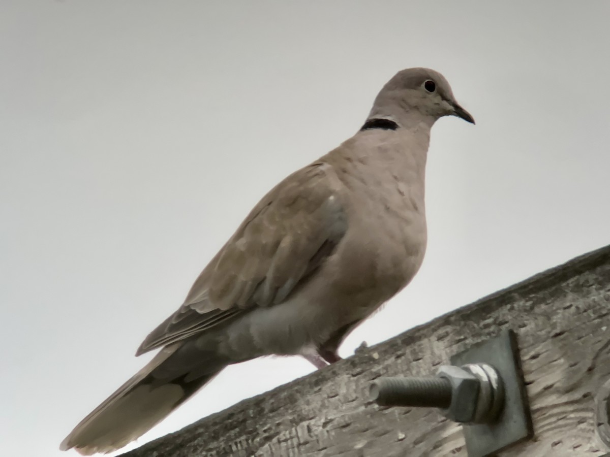Eurasian Collared-Dove - ML603059861