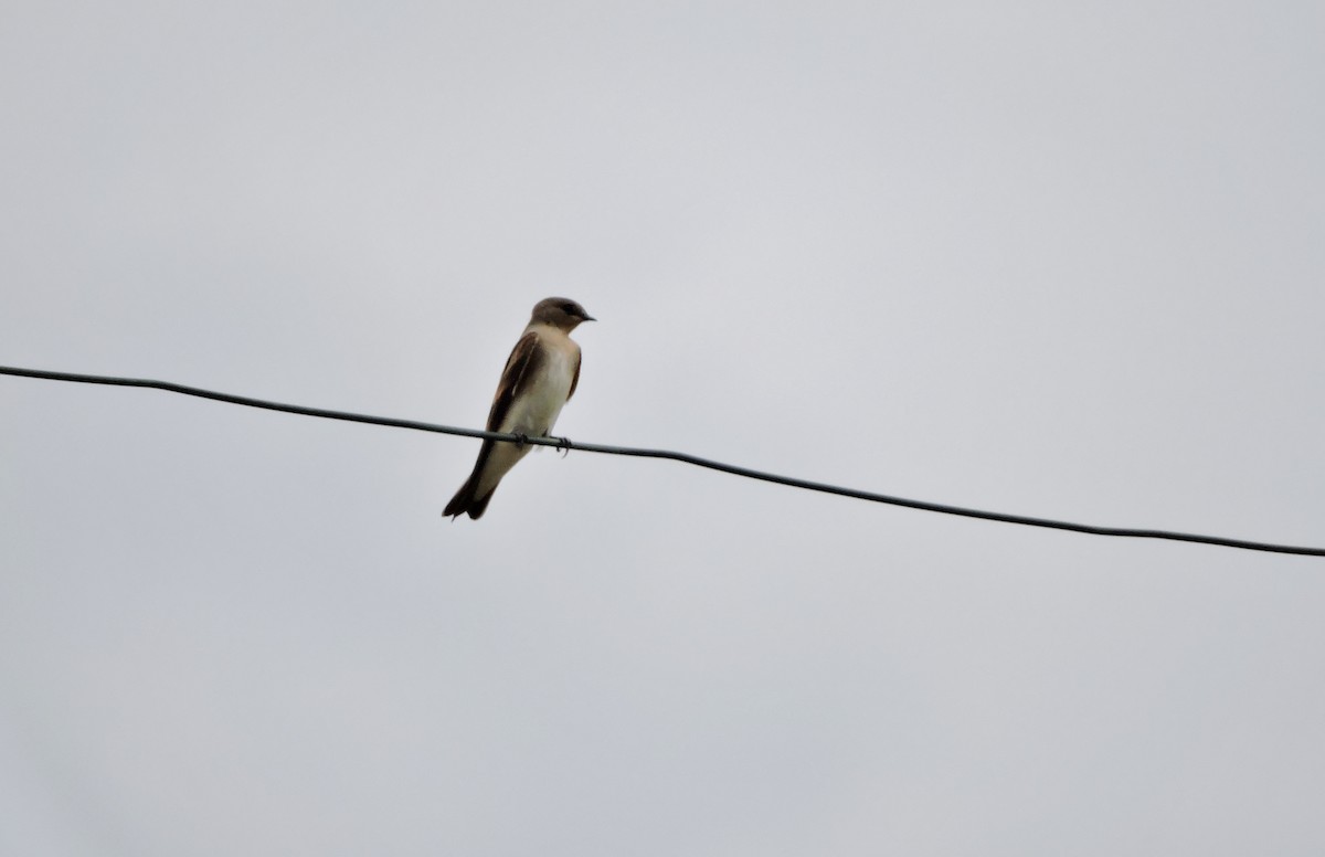 Northern Rough-winged Swallow - ML603059901