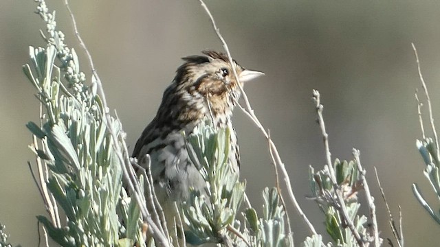Savannah Sparrow - ML603061061