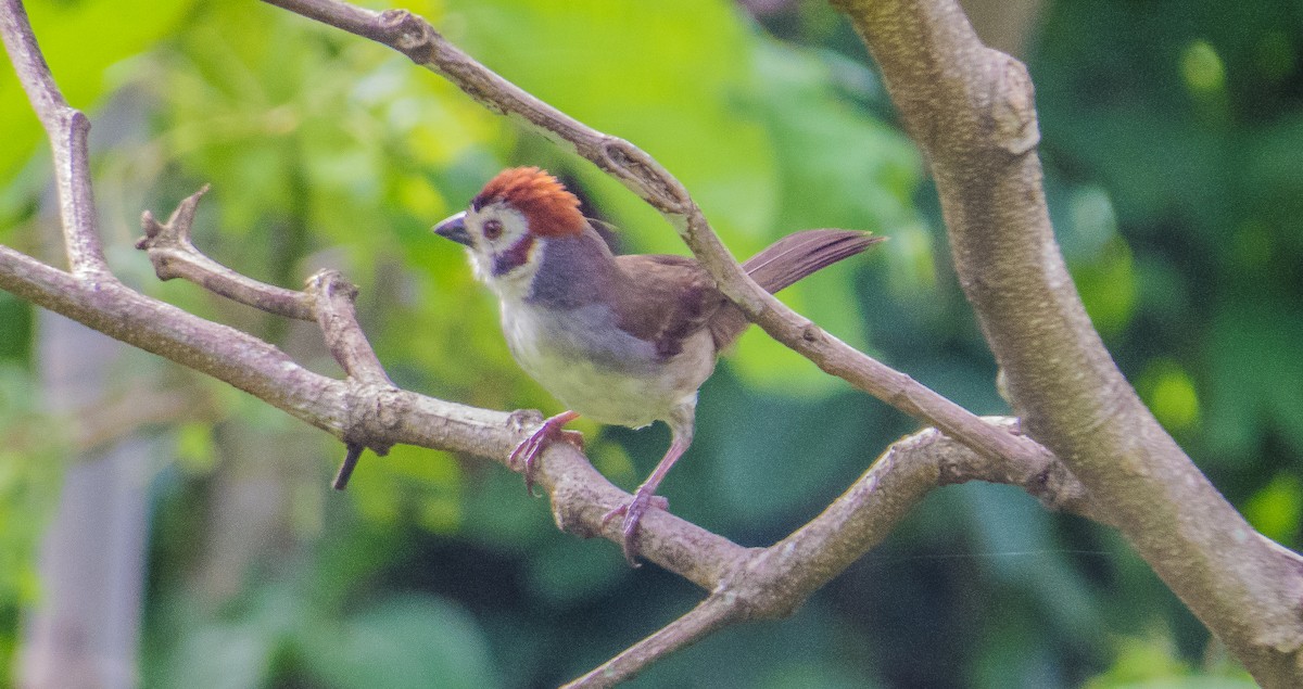 White-faced Ground-Sparrow - Roni Martinez