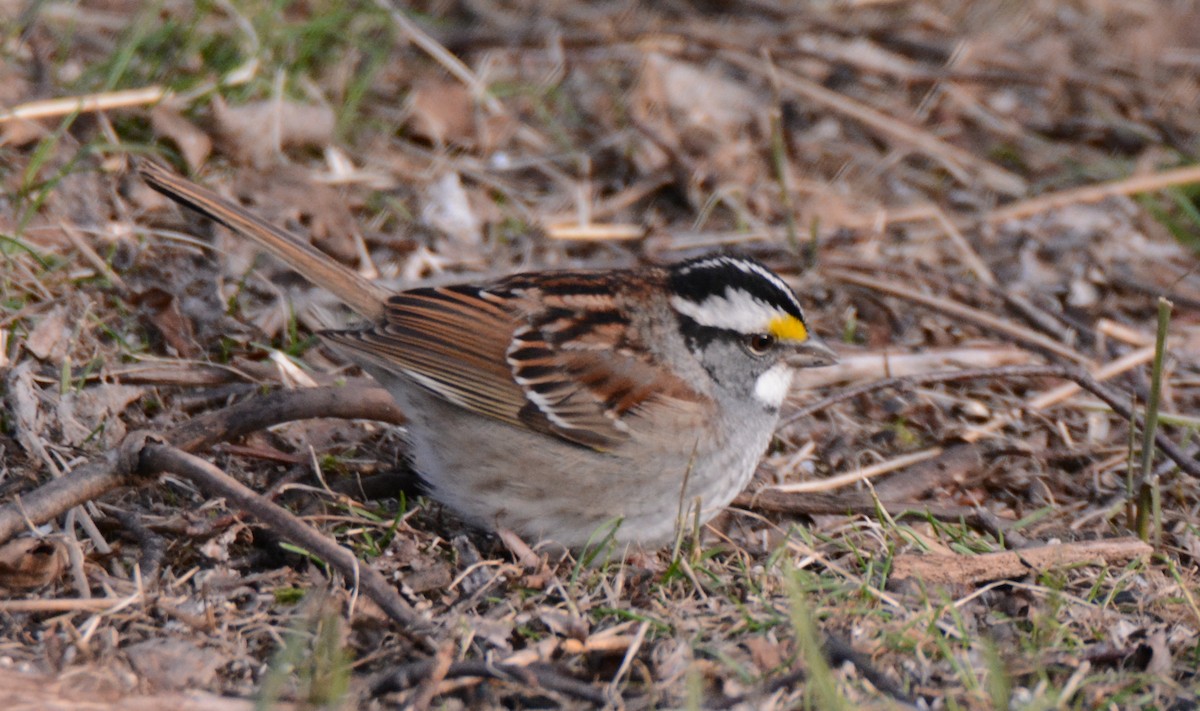 White-throated Sparrow - ML60306341