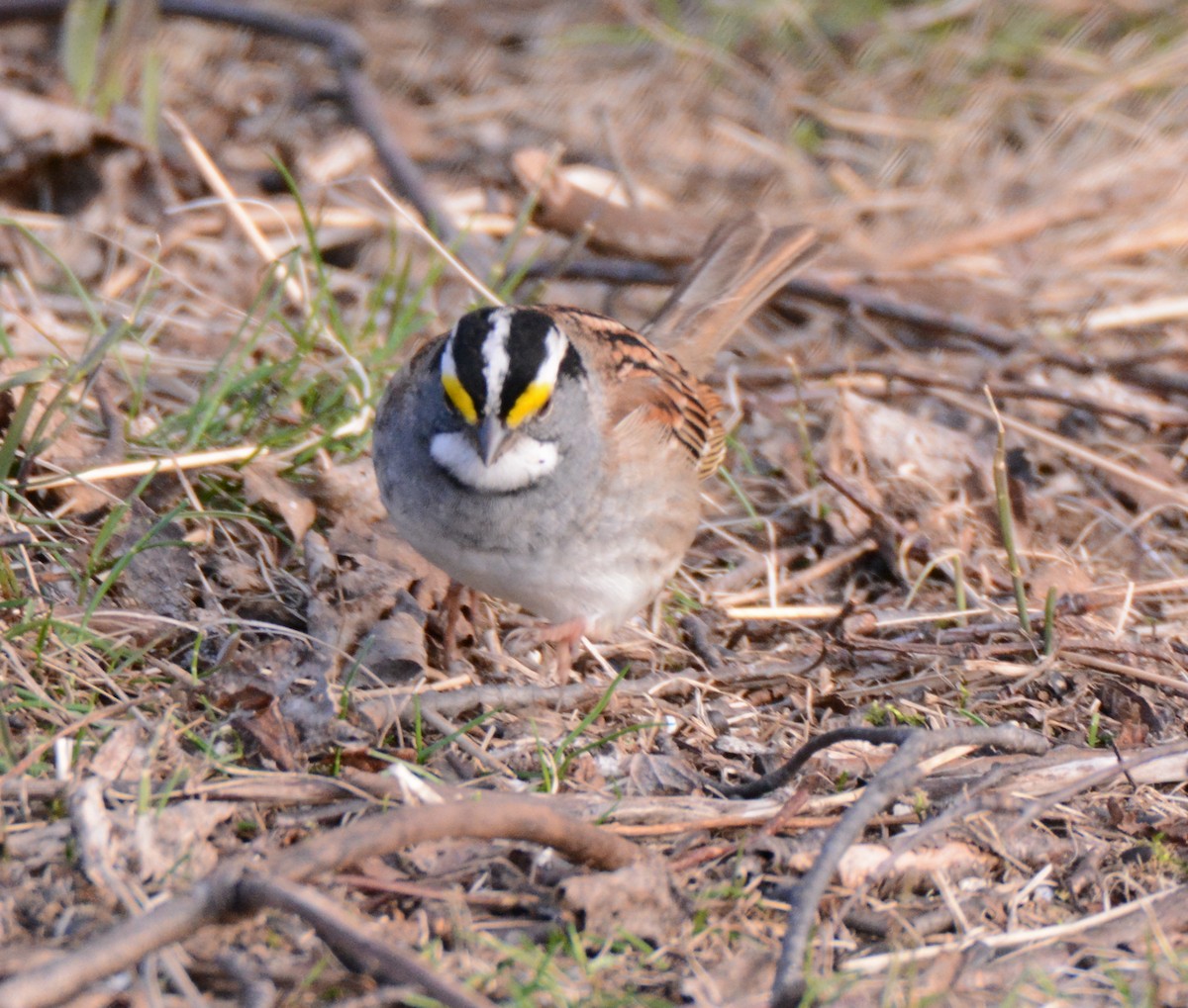 White-throated Sparrow - ML60306351