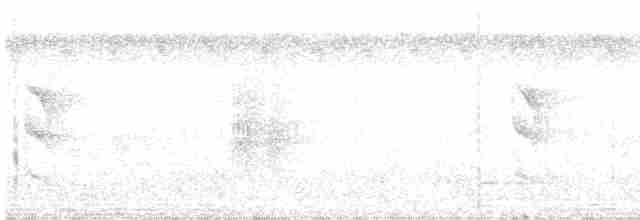White-flanked Antwren - ML603063561