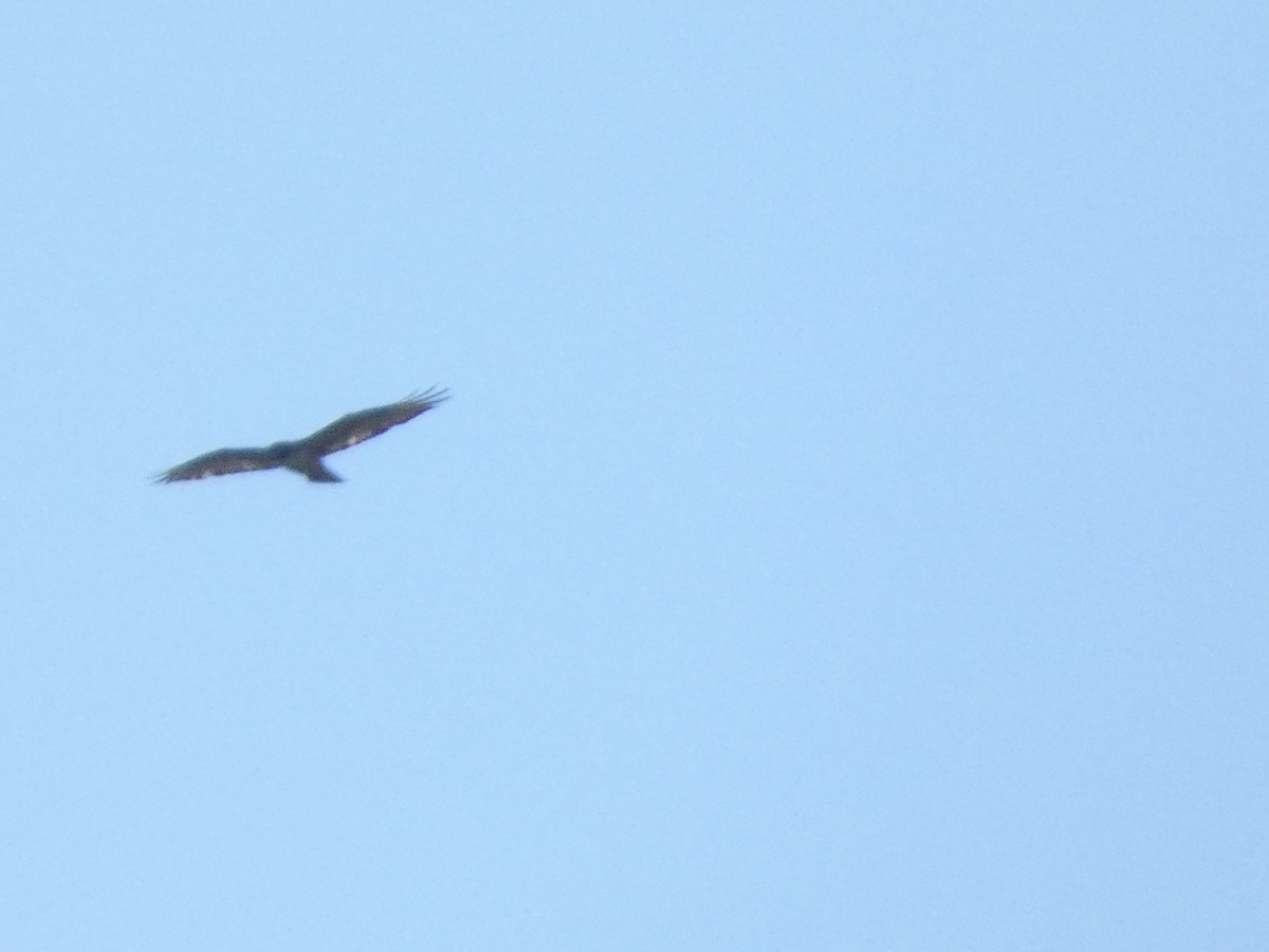 Red-tailed Hawk (calurus/alascensis) - ML603063931