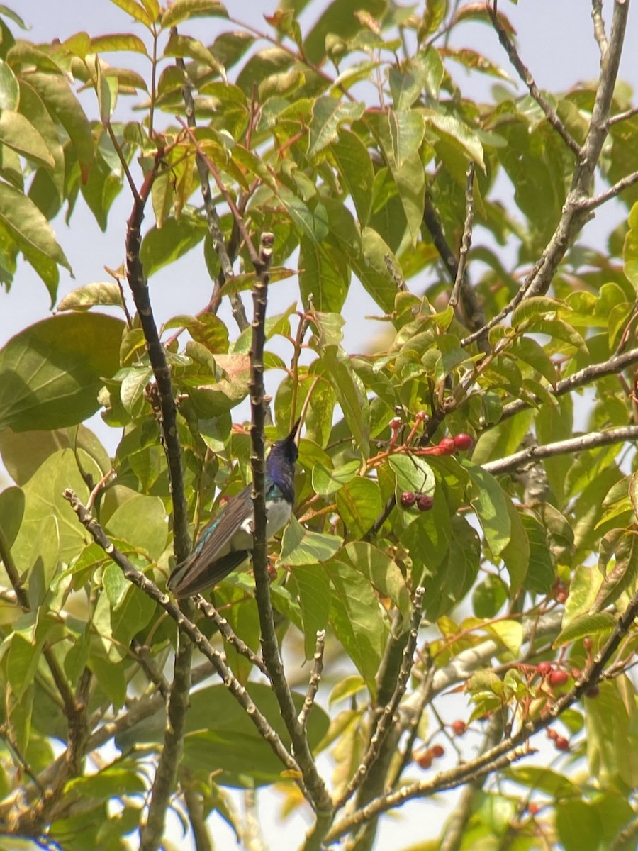kolibřík bělokrký - ML603064871