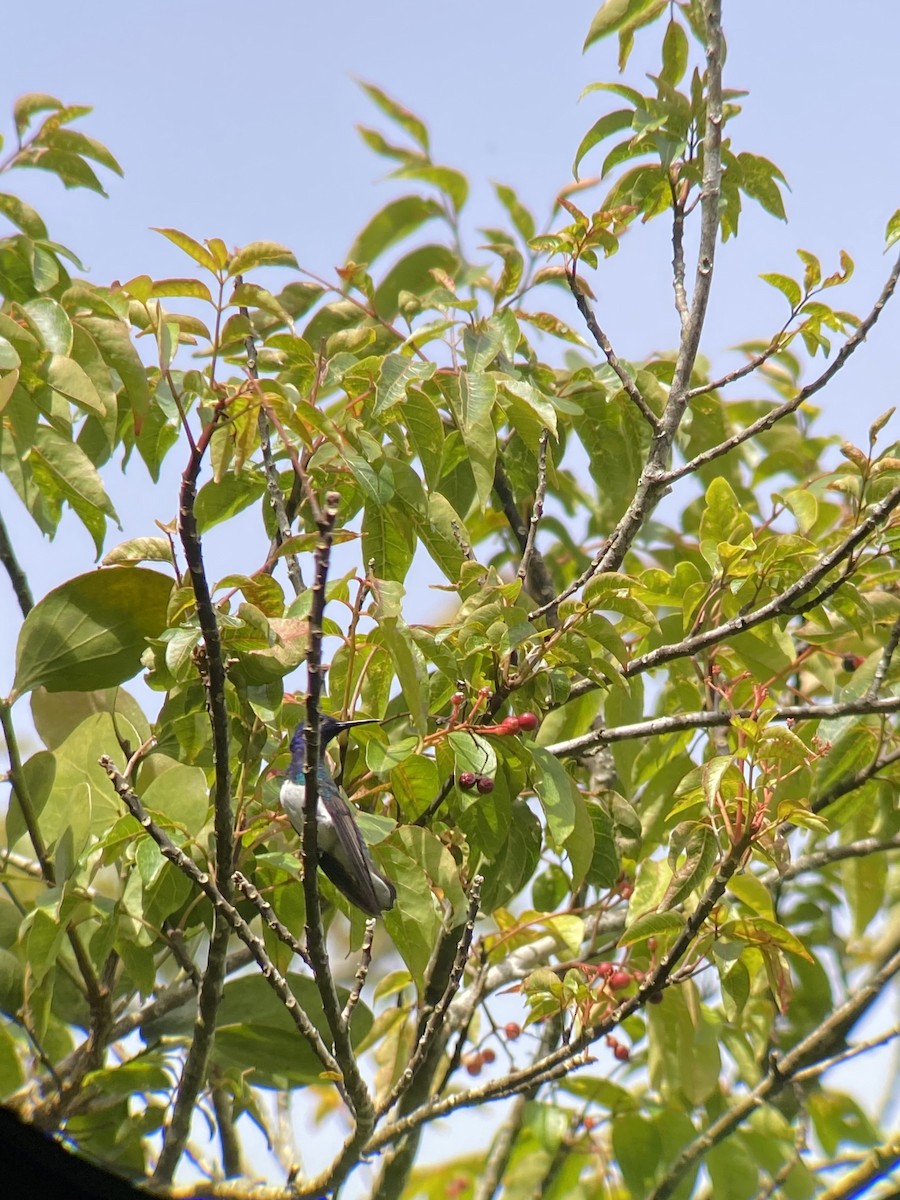 kolibřík bělokrký - ML603064891