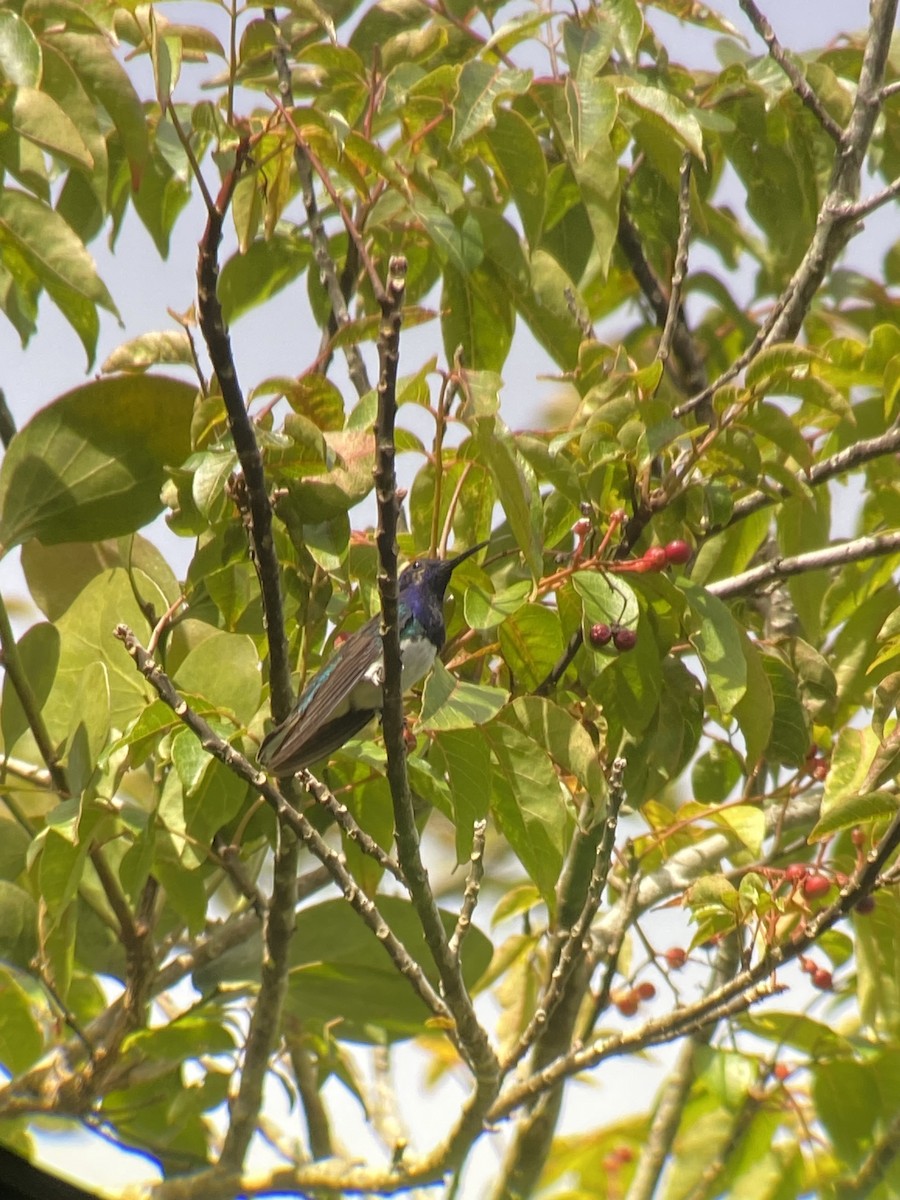 kolibřík bělokrký - ML603064901