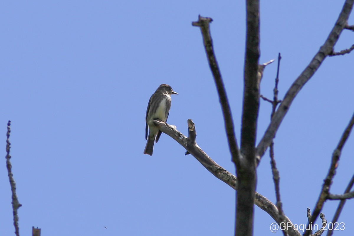 Olive-sided Flycatcher - Guy Paquin