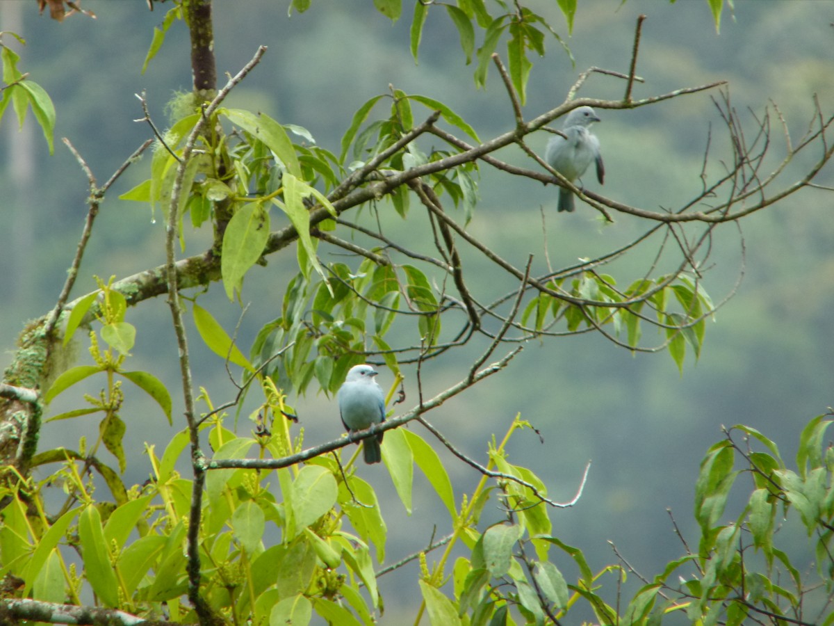 Blue-gray Tanager - ML60306841