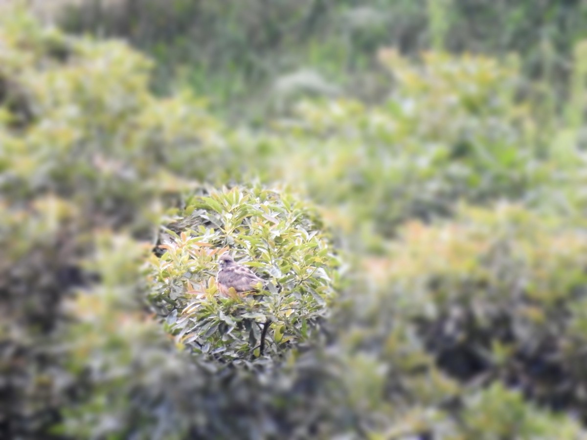 káně rudochvostá (ssp. costaricensis) - ML603077481