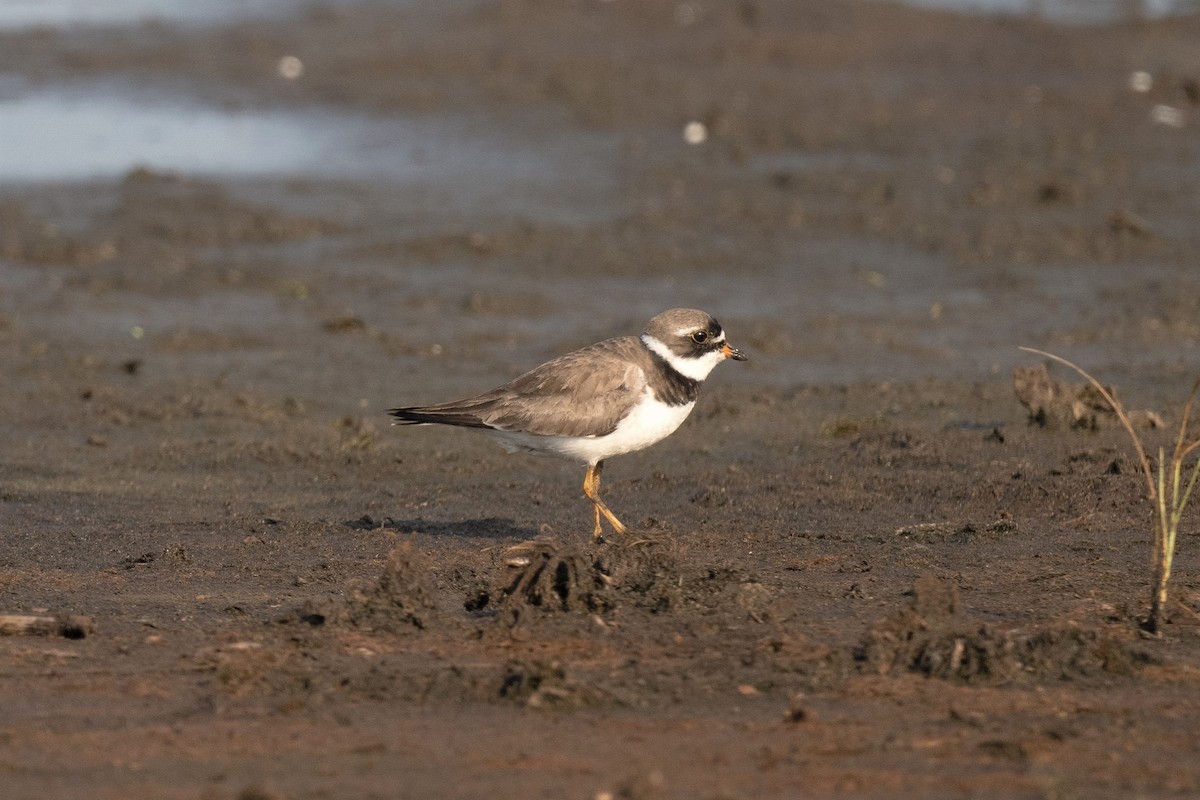 Semipalmated Plover - ML603077861