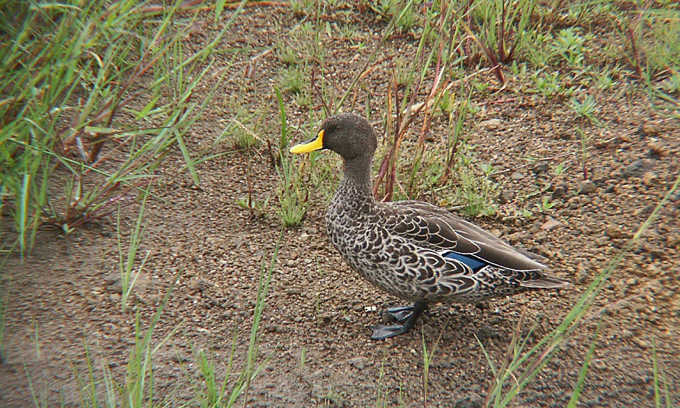 Yellow-billed Duck - ML603079201