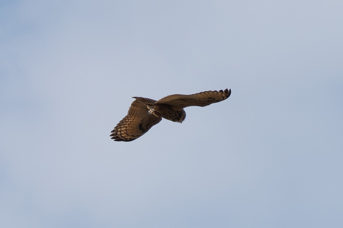 Eurasian Eagle-Owl - ML603087851