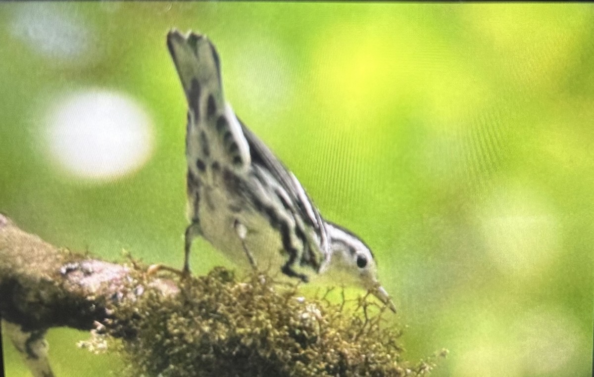 Black-and-white Warbler - ML603088091