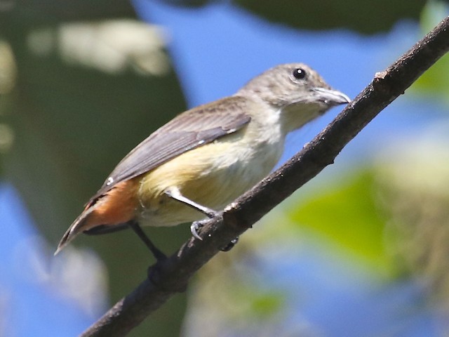 Female - Pink-breasted Flowerpecker - 