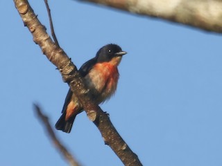  - Pink-breasted Flowerpecker