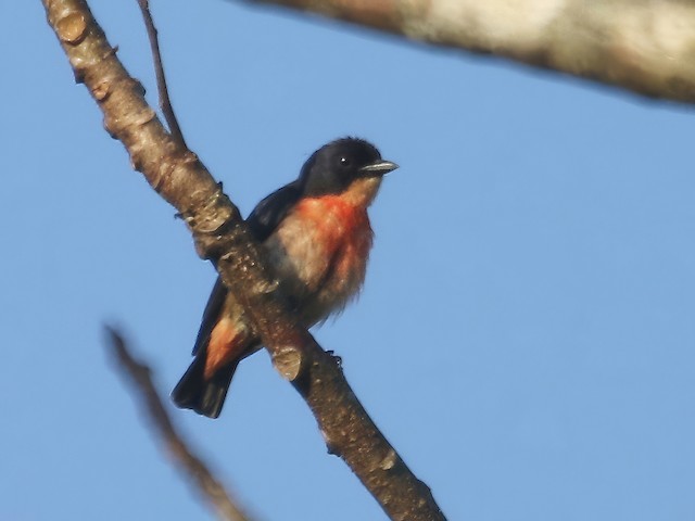 Male - Pink-breasted Flowerpecker - 